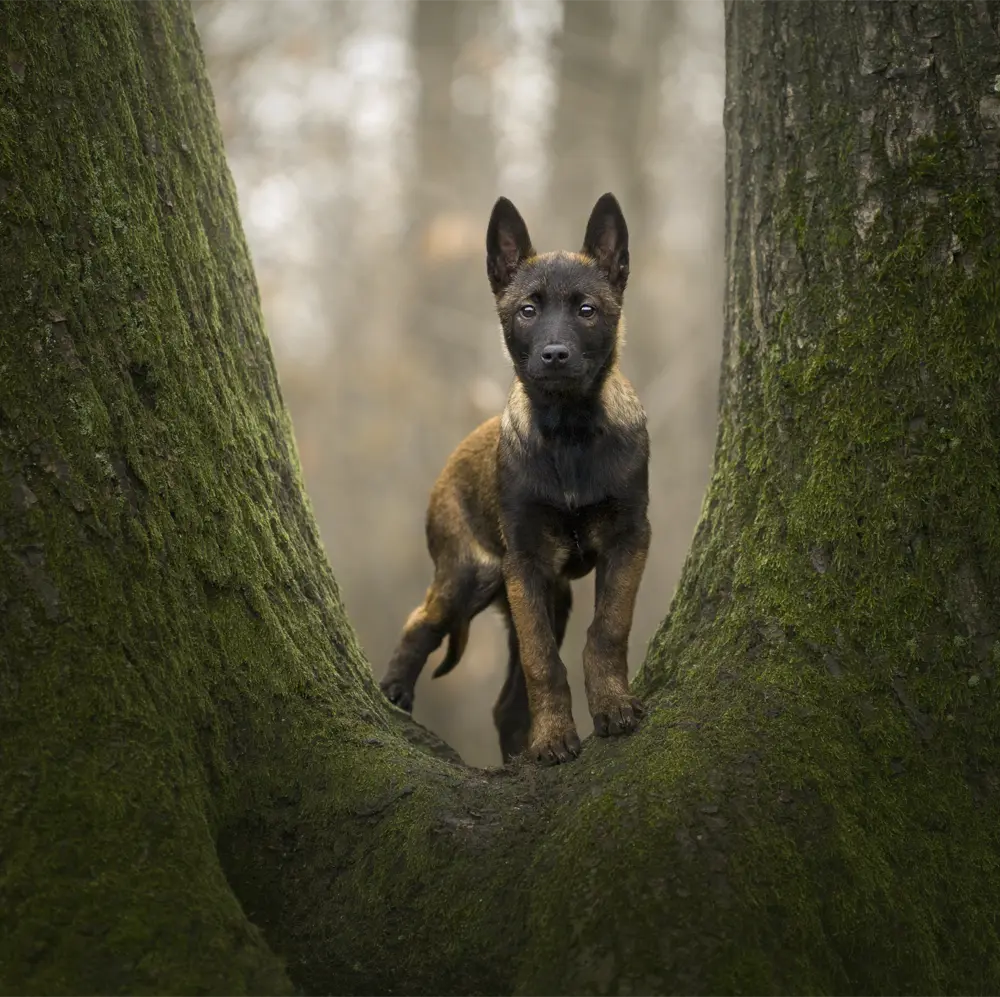 Séance photo chiot Malinois en forêt à Saint-Leu-La-Forêt