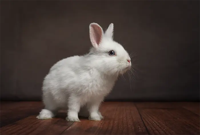 Shooting photo lapin en studio. Photographe animalier à Pontault-Combault proche de Paris.