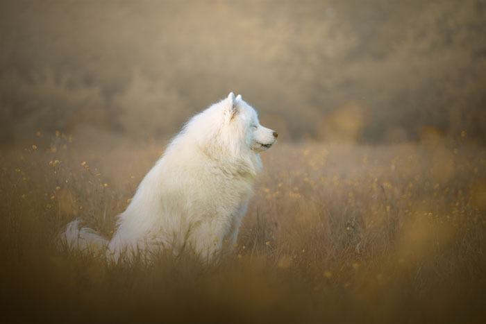Shooting photo pour chien, chat, cheval, nac. Photographe animaux de compagnie à Pontault-Combault en Seine-et-Marne