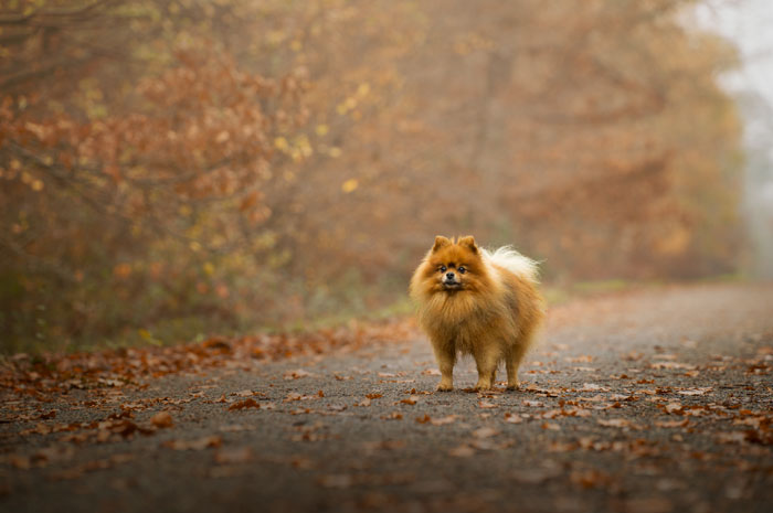 Séance photo pour chien, chat, cheval, nac. Photographe animaux de compagnie à Pontault-Combault en Seine-et-Marne