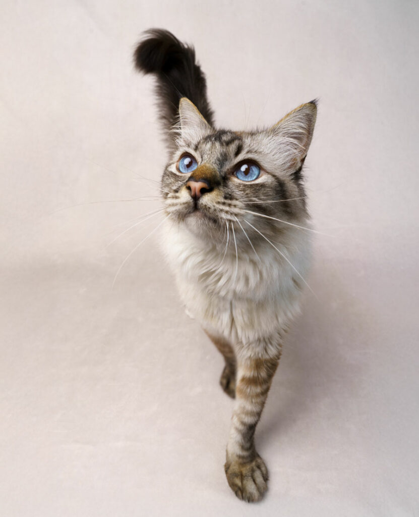 Shooting photo studio pour animaux de compagnie chien, chat, cheval, nac. Photographe animalier à Pontault-Combault Photographe chat, chien, cheval, nac