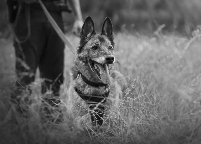 Séance photo chien Malinois senior en forêt