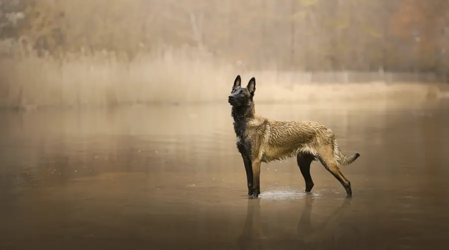 Séance photo chien malinois au lac à Saint-Leu-La-Forêt