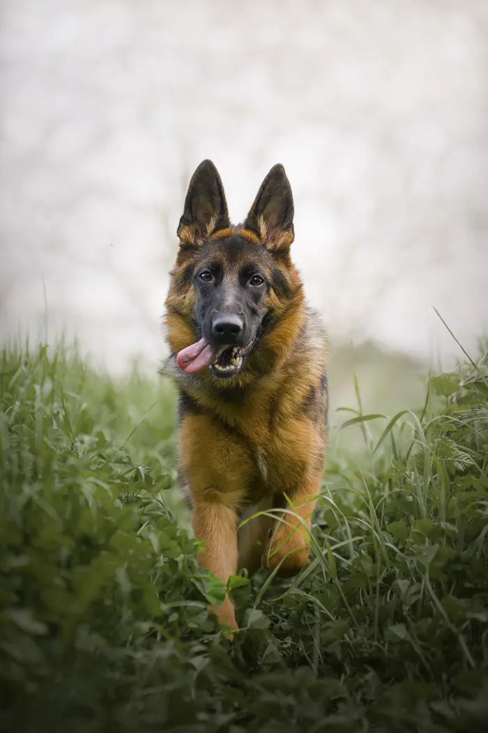 Séance photo chien berger allemand en Forêt à Taverny