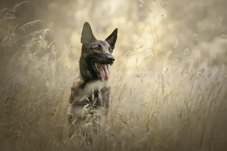 Séance photo chien malinois dans la forêt de Ferrières