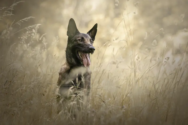 Séance photo chien malinois dans la forêt de Ferrières