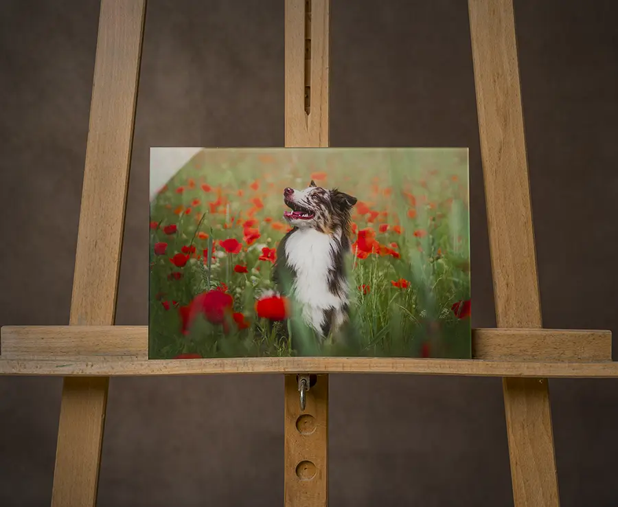 Impression sous plexi avec portrait de chien, posée sur chevalet